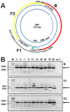 FIG 1