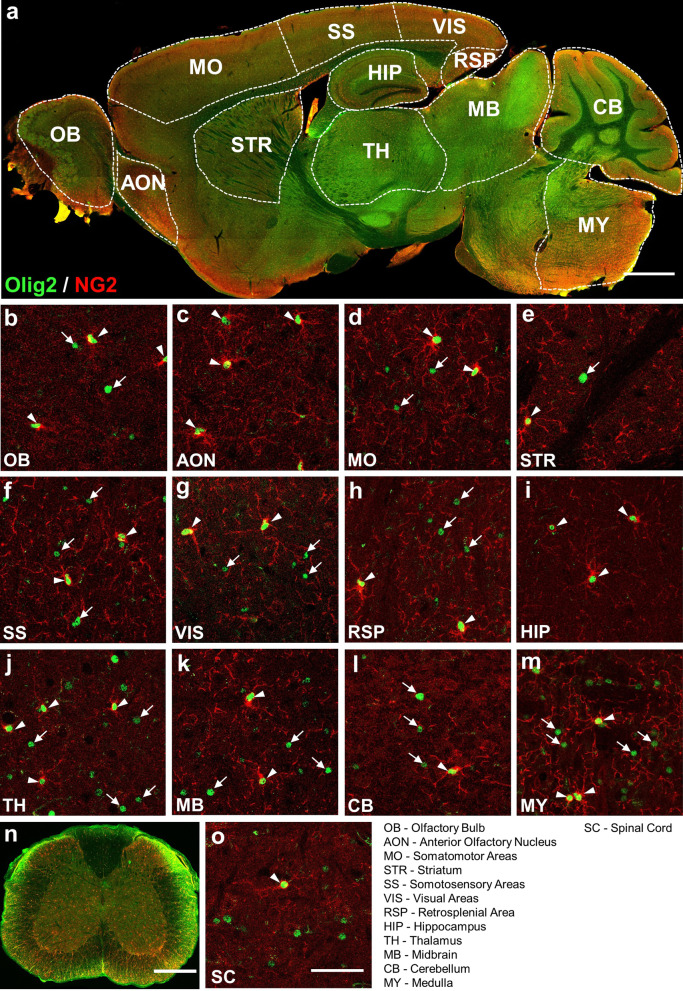 Region-specific distribution of Olig2-expressing astrocytes in adult ...