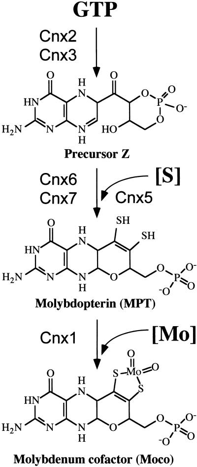 Figure 1.