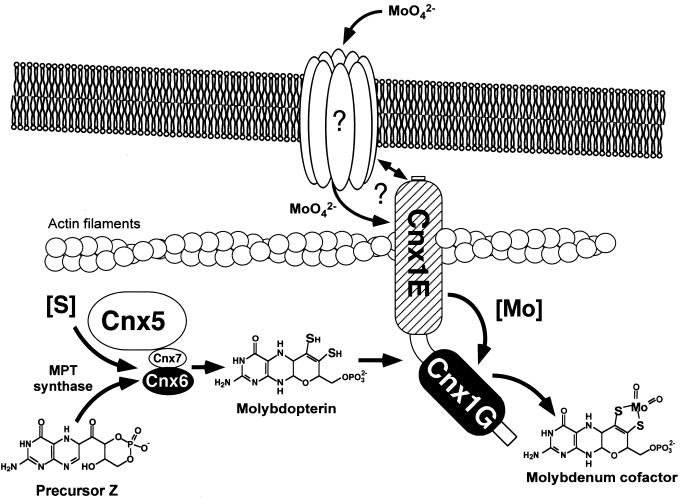 Figure 11.