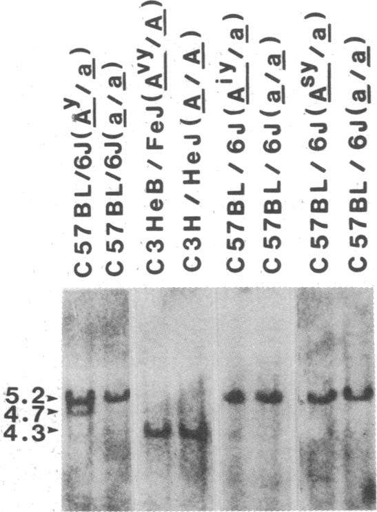 graphic file with name pnas00627-0263-b.jpg