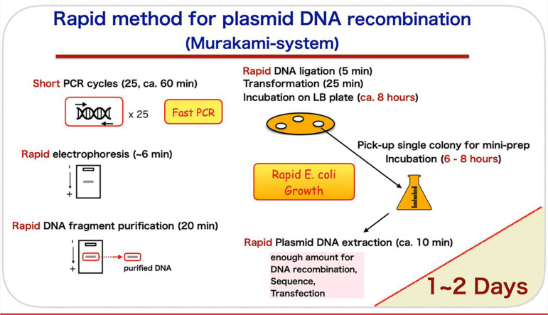 Rapid Method For Plasmid DNA Recombination Murakami System PMC