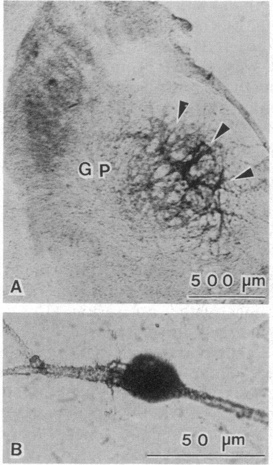 graphic file with name pnas00358-0310-a.jpg