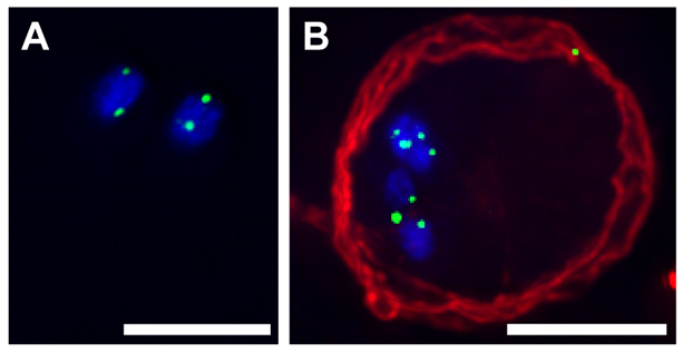 Fig. 5.