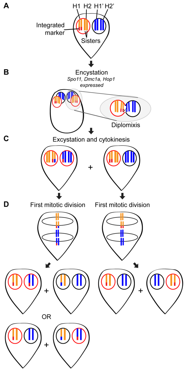 Fig. 6.