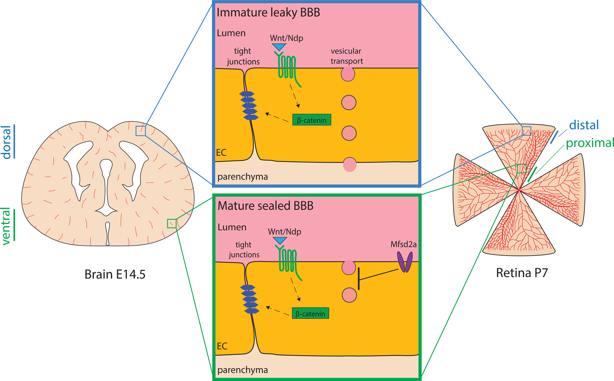 Figure 2 –