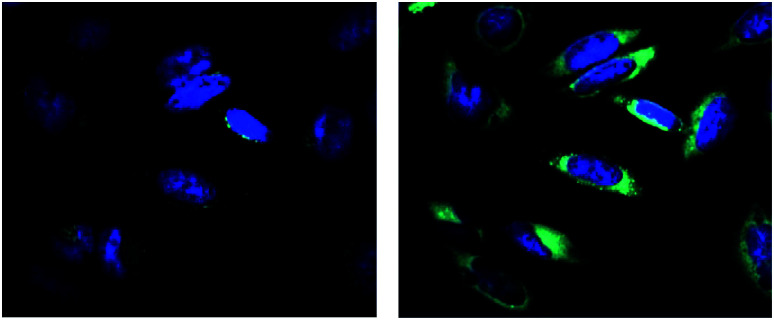 Fig. 14