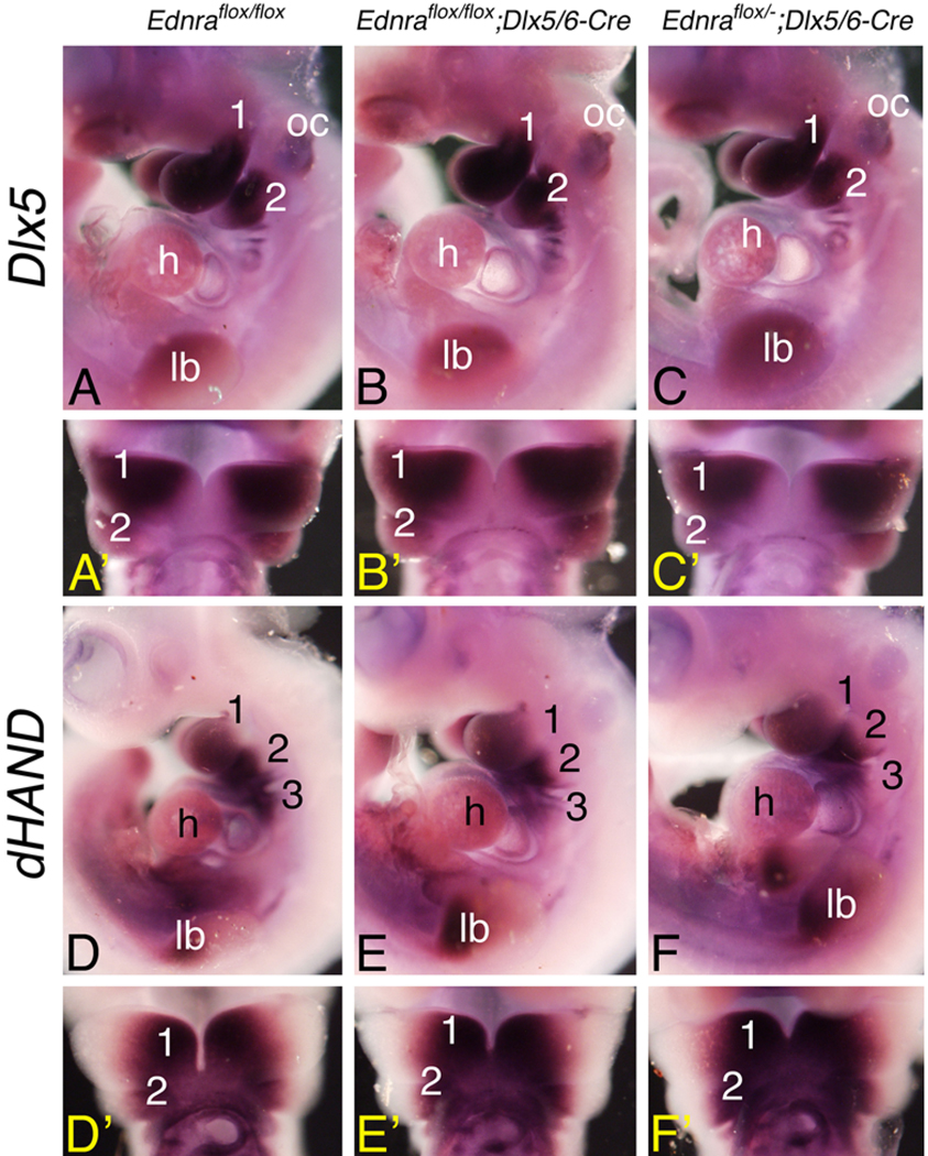 Fig. 4