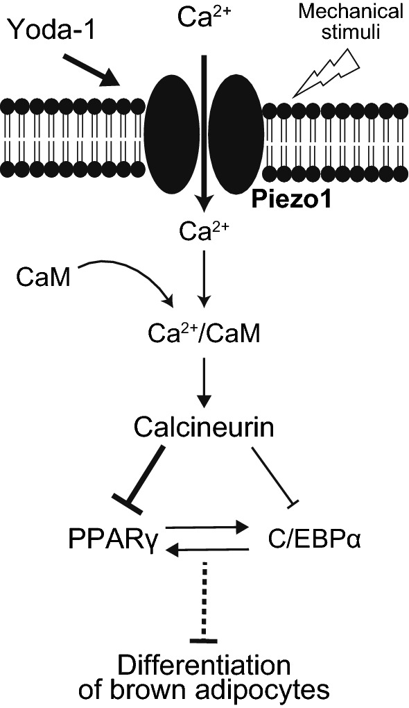 Fig. 8