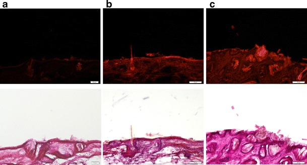 Fig. 4