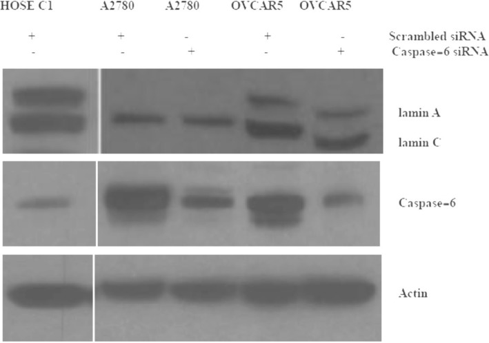 Fig. 12