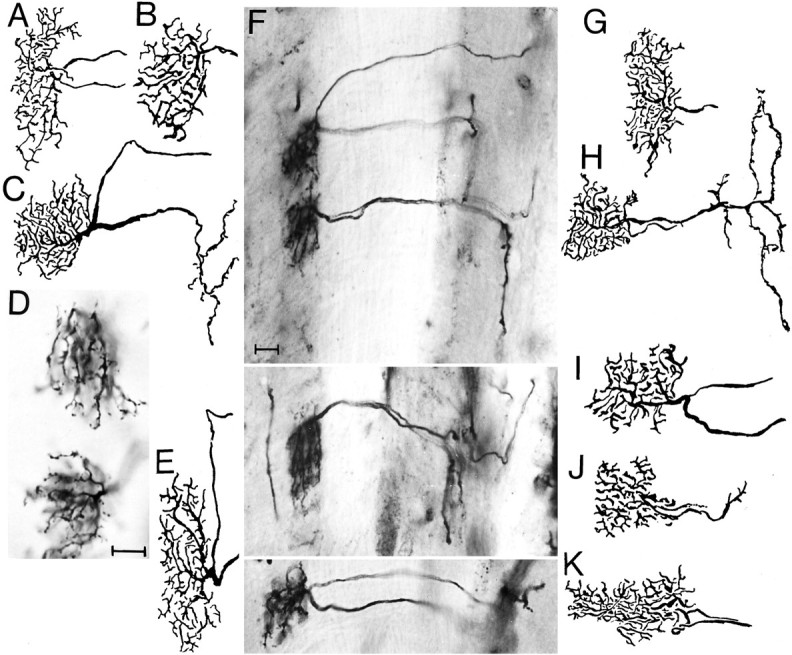 Fig. 10.