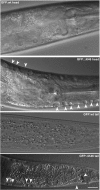 FIGURE 7: