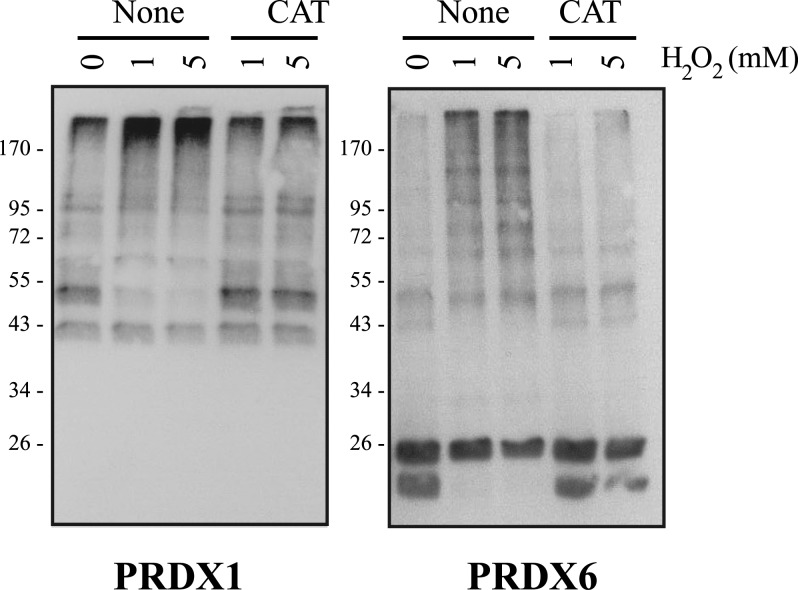 FIG. 6.