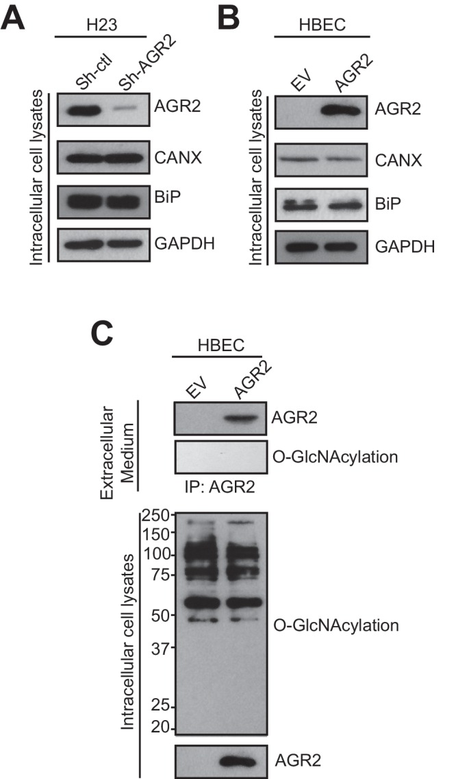 Figure 5—figure supplement 1.