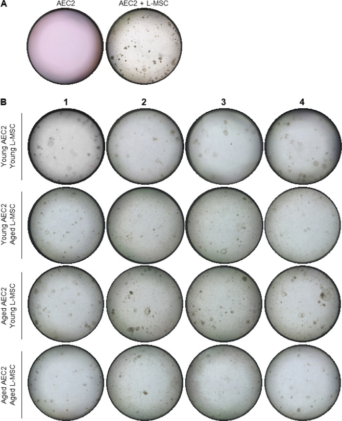 Figure 1—figure supplement 1.