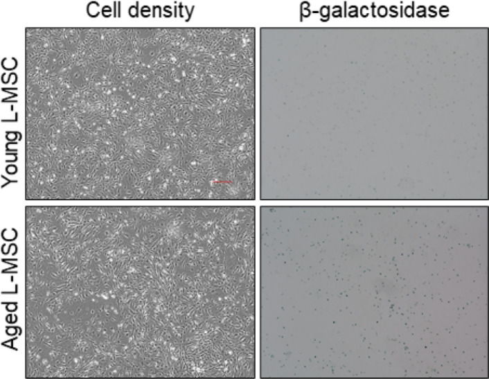 Figure 2—figure supplement 1.