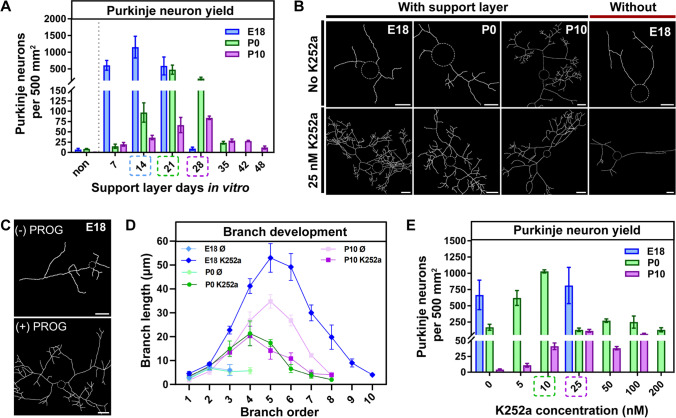 Development and Optimization of a Multilayer Rat Purkinje Neuron ...