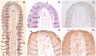 Fig 8