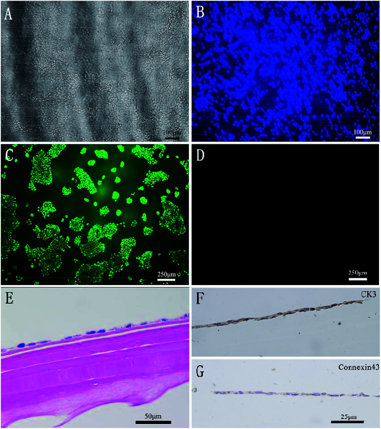 Fig. 12