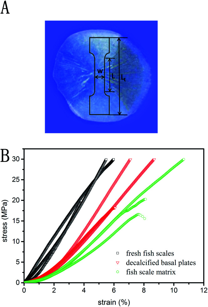 Fig. 9