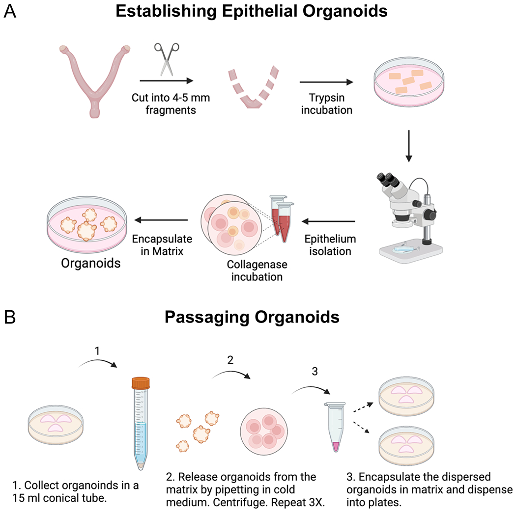 Figure 1: