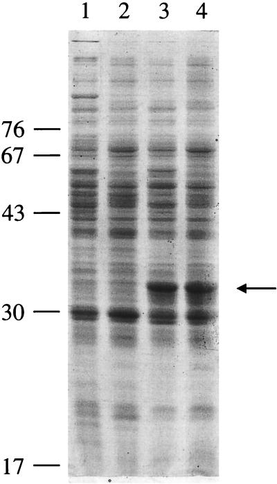 FIG. 1