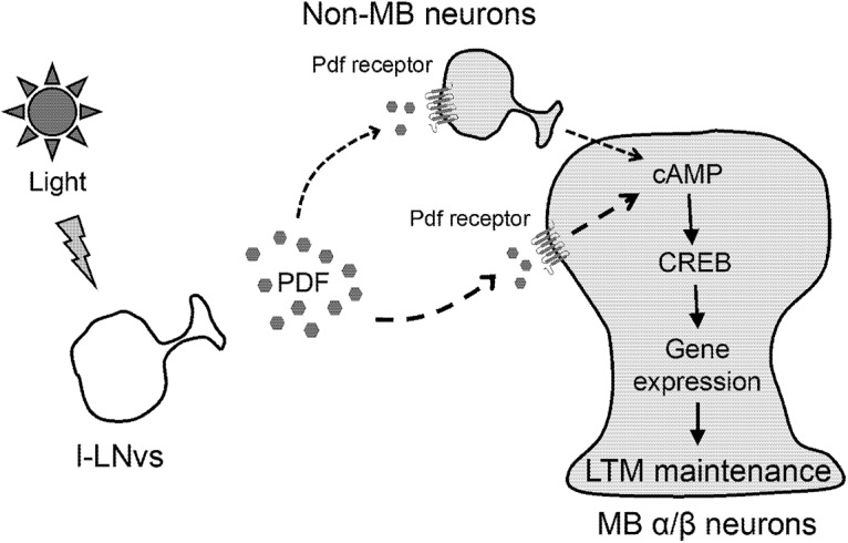 Figure 7.