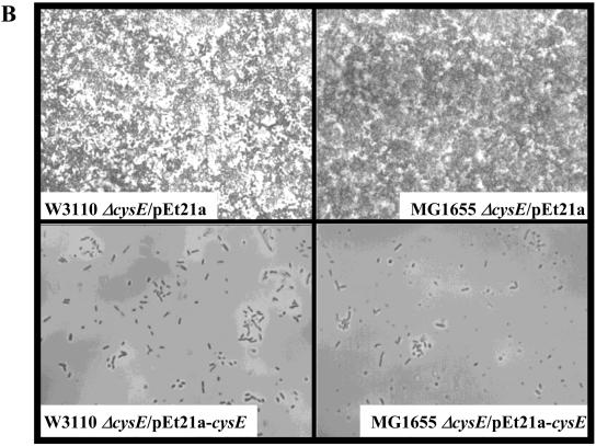 FIG. 5.