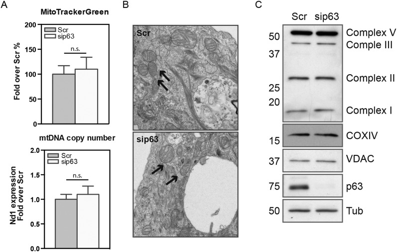 Fig. S1.