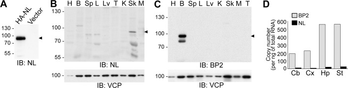 FIGURE 3: