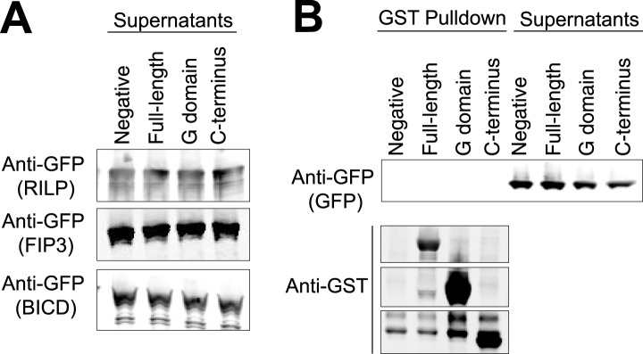 Figure 6—figure supplement 1.