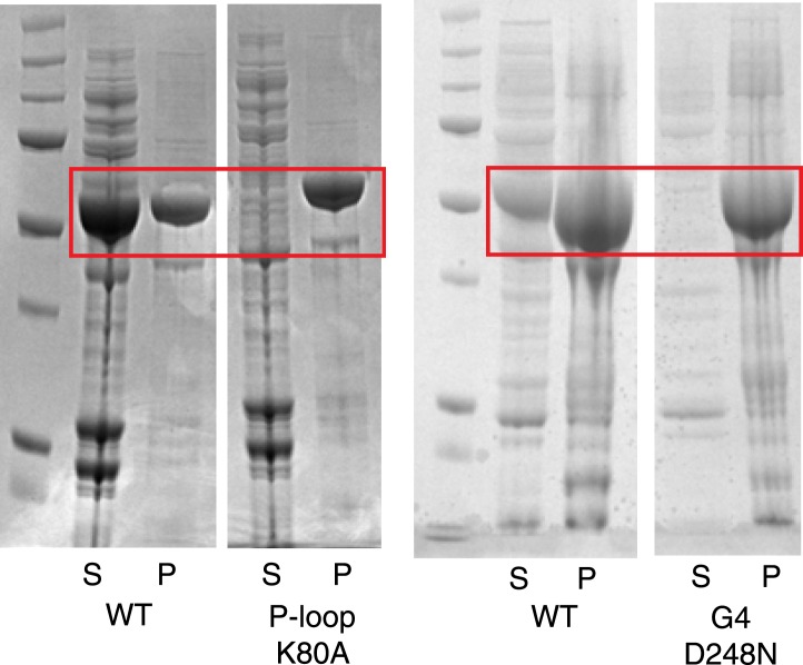 Figure 4—figure supplement 4.