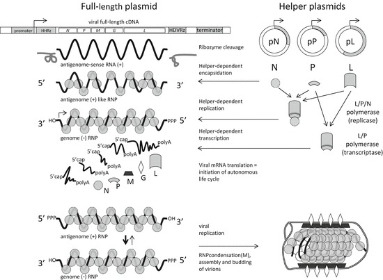 Fig. 1.1