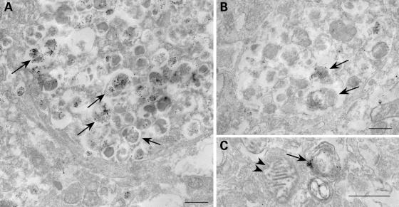 Figure 10.