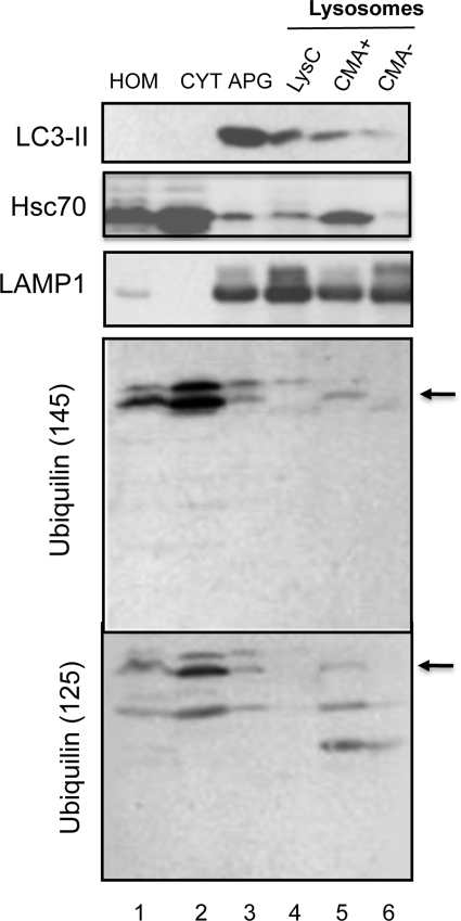 Figure 5.