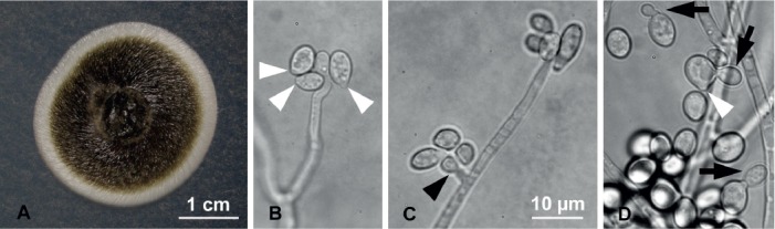 Fig. 6.