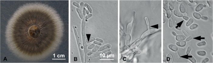 Fig. 5.