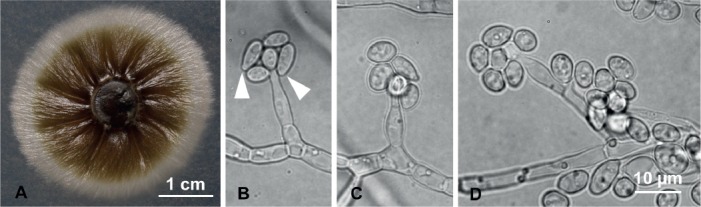 Fig. 3.