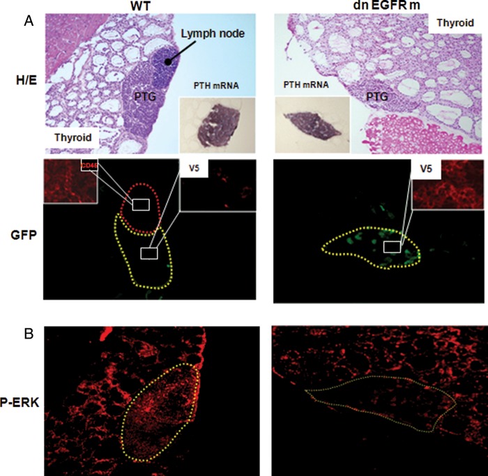 FIGURE 1: