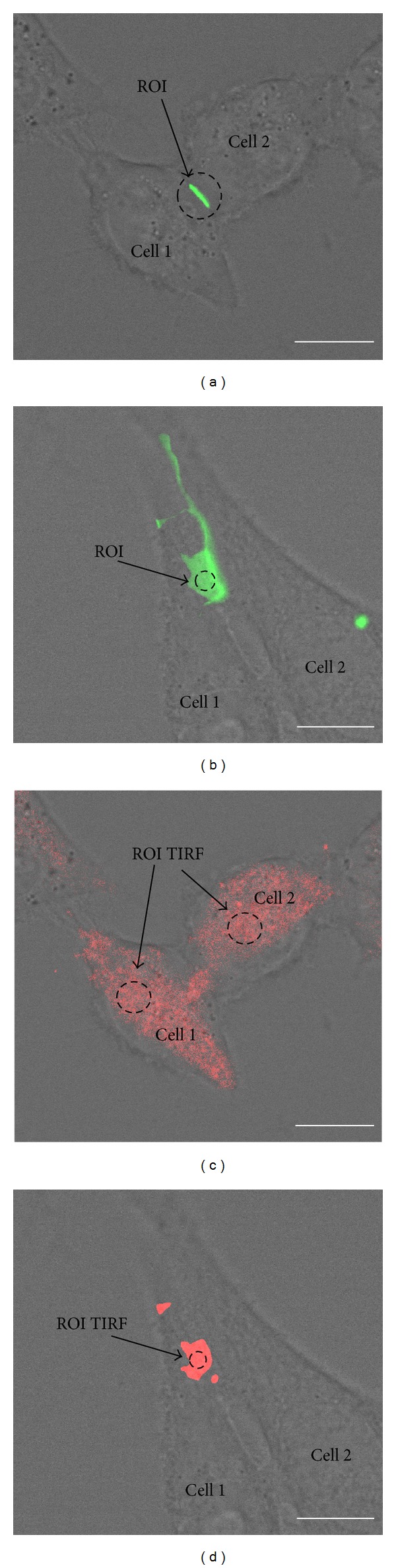 Figure 4