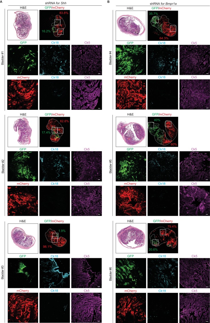 Figure 5—figure supplement 2.