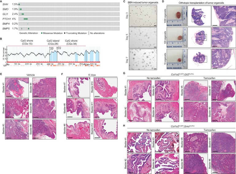 Figure 1—figure supplement 1.