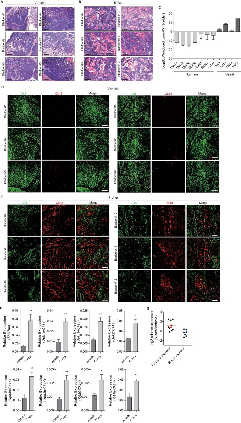 Figure 4—figure supplement 1.