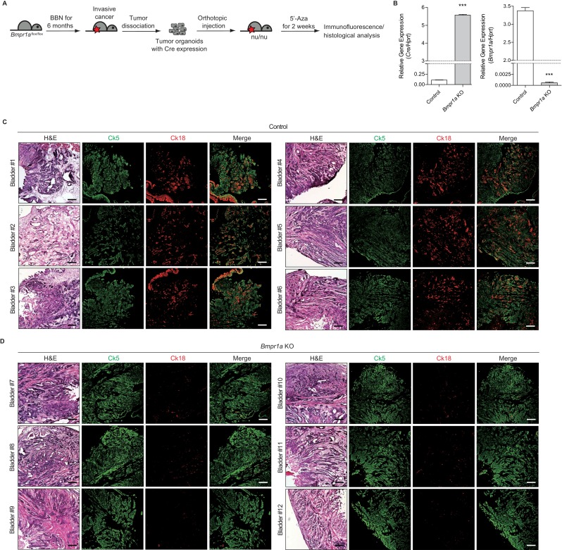 Figure 5—figure supplement 3.