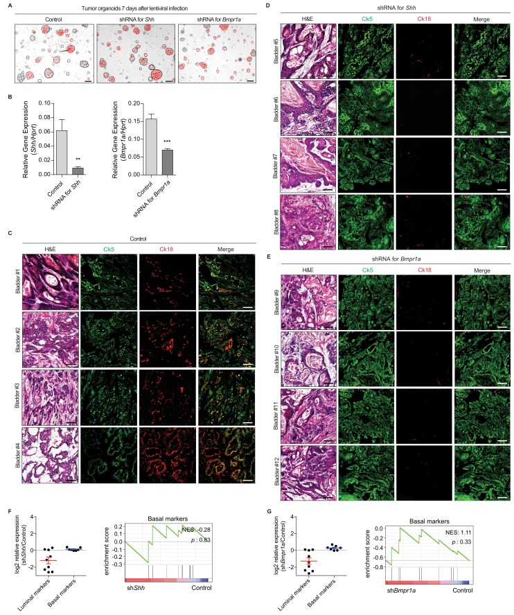 Figure 5—figure supplement 1.