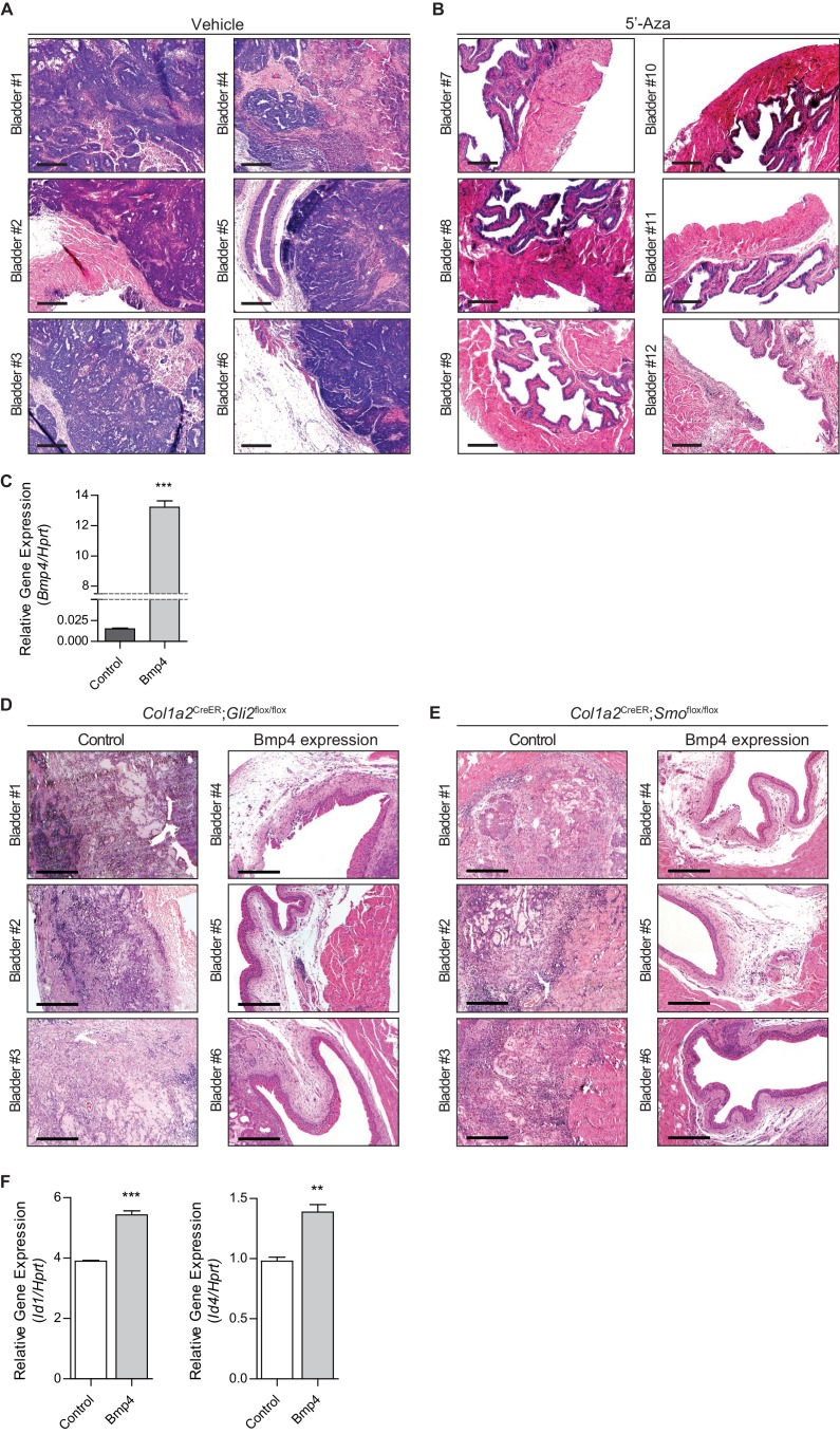 Figure 2—figure supplement 1.