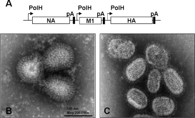 FIG. 1.