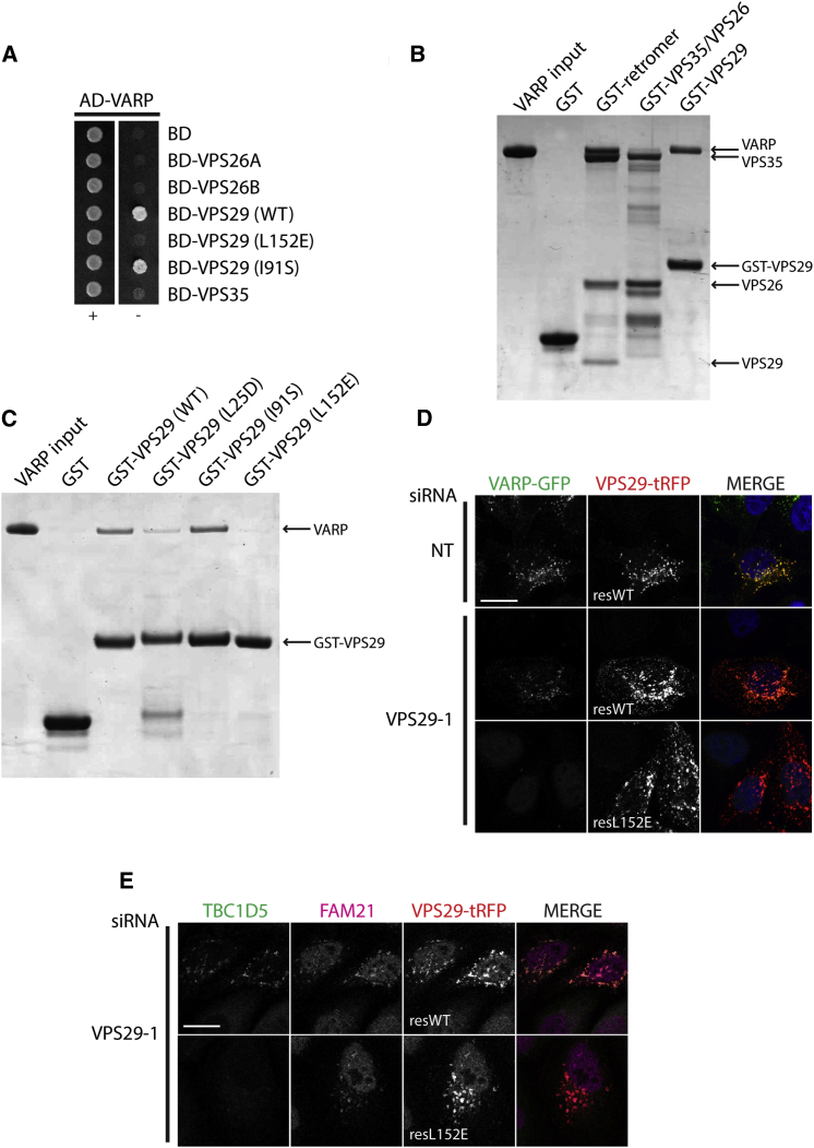 Figure 4