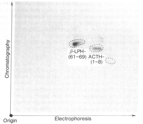 graphic file with name pnas00010-0346-a.jpg